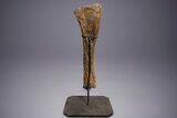 Hadrosaur (Edmontosaurus) Tibia With Metal Stand - Wyoming #330957-3